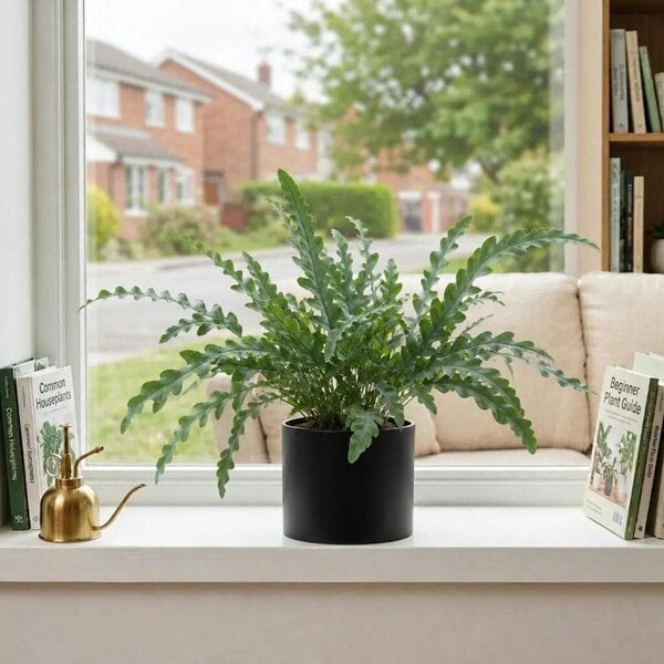 Phlebodium Blue Star Fern – Elegant Blue-Green Foliage Indoor Houseplant - Sofia Matt Black Ceramic
