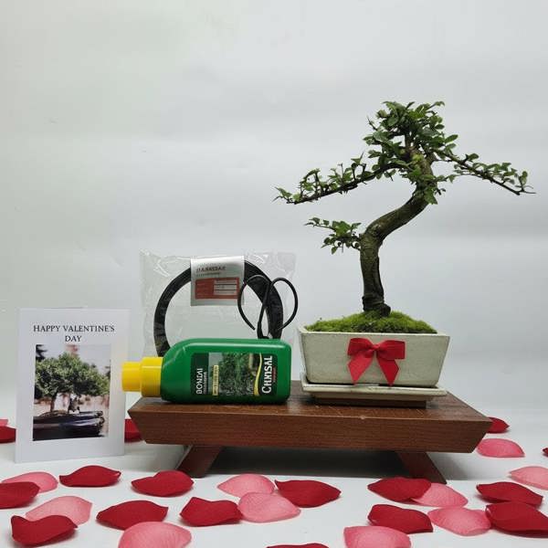 Yorkshire Bonsai Valentine's Bonsai Starter Bundle | Chinese Elm (Ulmus Parvifolia) | Shaped