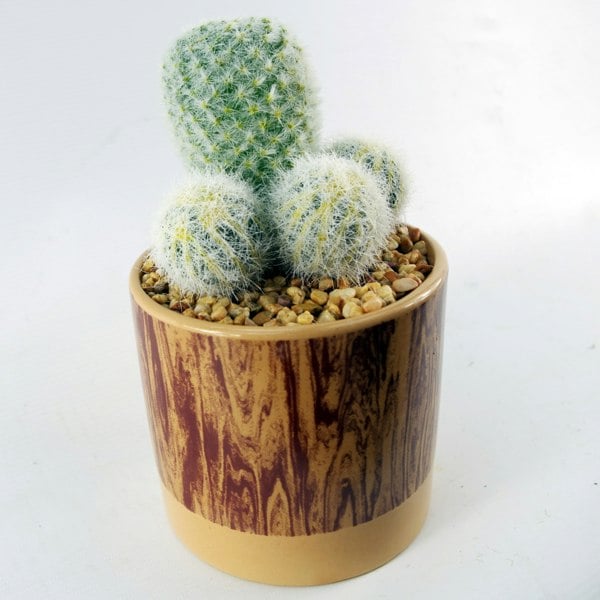 Leaf 20cm Artificial Cactus Arrangement in Ceramic Planter