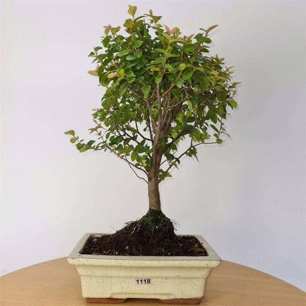 Bird Plum (Sageretia) Bonsai Tree | Broom Style | Height 35cm | In 20cm Pot - Yorkshire Bonsai