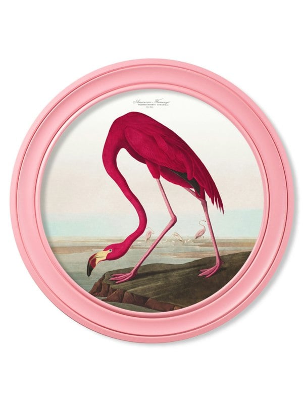 Exceptional Art c.1838 Audubon's Flamingo in Pink Frame