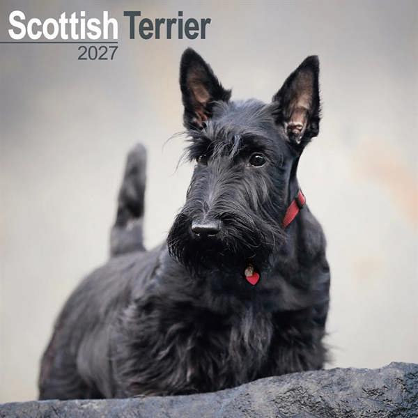 Scottish Terrier Calendar 2027, Wall Calendars, Month To View, Dogs, Gift