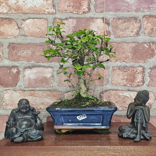 Yorkshire Bonsai Fukien Tea Tree (Carmona Retusa) Bonsai Tree | Broom | In 15cm Pot - 3770