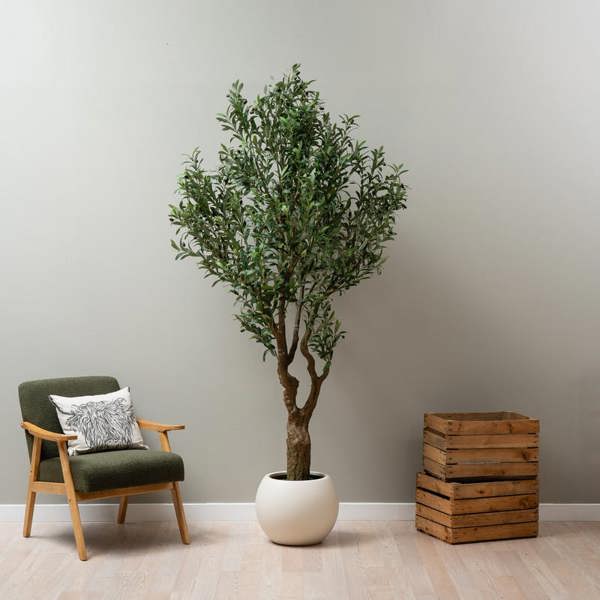 Scottish Everlastings 230cm Olive Tree