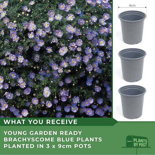 Brachyscome Blue – 3 x 9cm Flowering Plants in Recyclable Pots Lilac-Blue Blooms plants by post