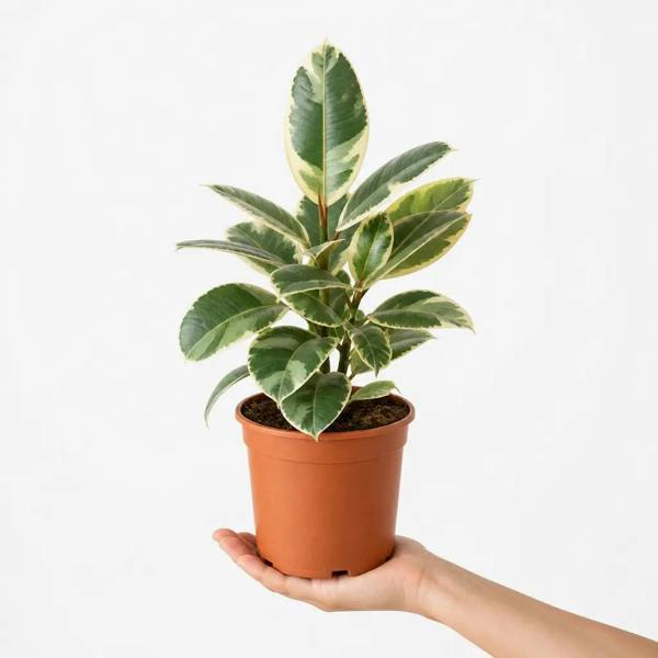Ficus Tineke Rubber Plant 17cm Pot – Easy Care Indoor Houseplant - Nursery Pot