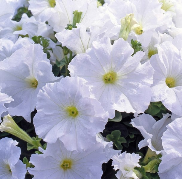 Petunia Surfinia White 9cm In Recyclable Pots x 3 Plants