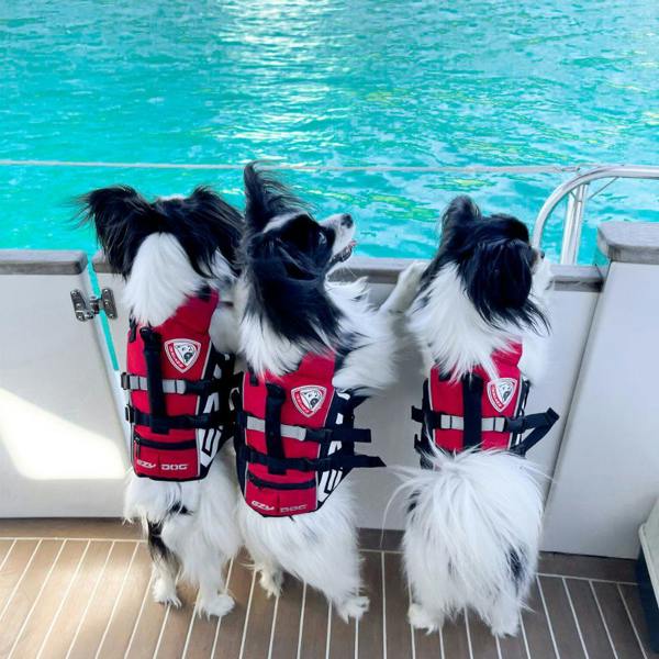EzyDog DFD Micro Dog Life Jacket in Red