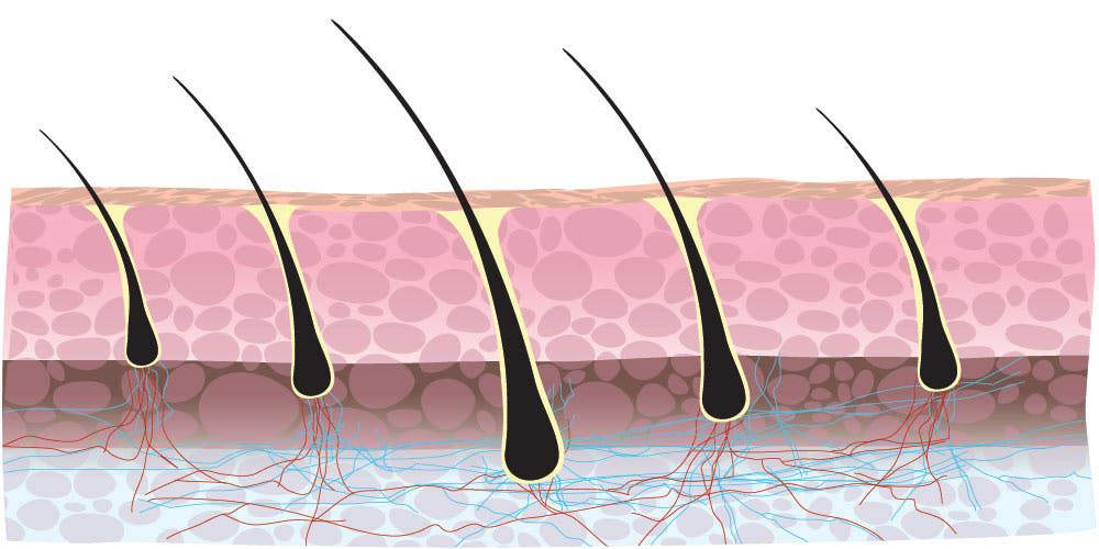  Equisetum Arvense Extract