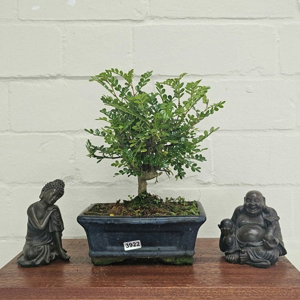 Yorkshire Bonsai Chinese Pepper (Zanthoxylum Pipertum) Bonsai Tree | Broom | In 15cm Pot