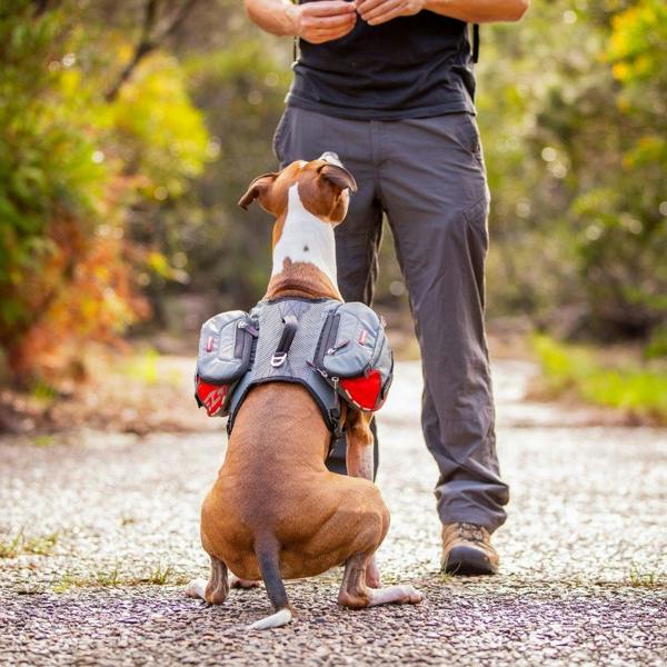 EzyDog Summit 2in1 Backpack and Harnesss