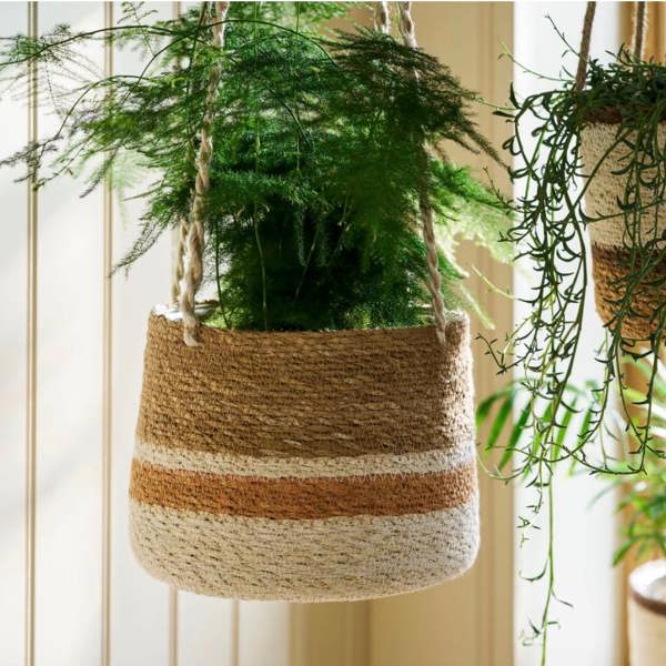Handwoven seagrass hanging plant pot with a terracotta striped base holding a lush green asparagus fern.