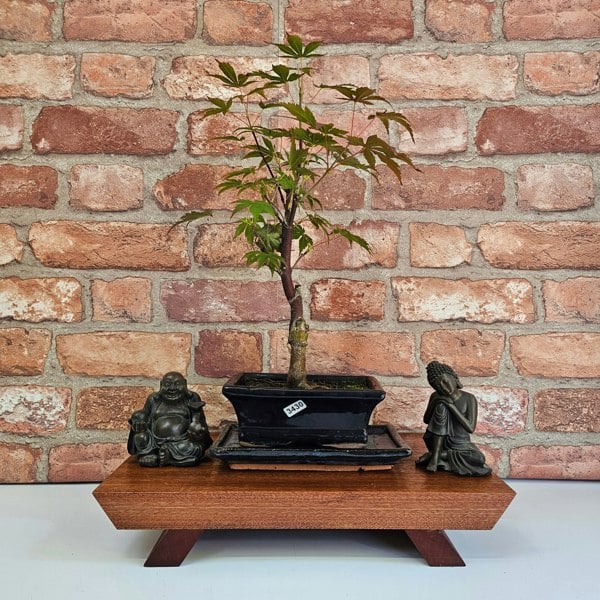Yorkshire Bonsai Japanese Maple (Acer) Bonsai Tree | Deshojo Informal Upright | In 15cm Pot