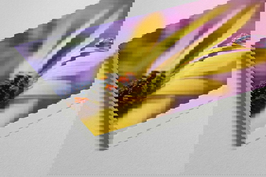 Fernlight Gallery Daisy Dew