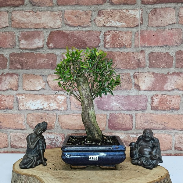 Yorkshire Bonsai Brush Cherry (Syzygium) Bonsai Tree | Broom | In 15cm Pot