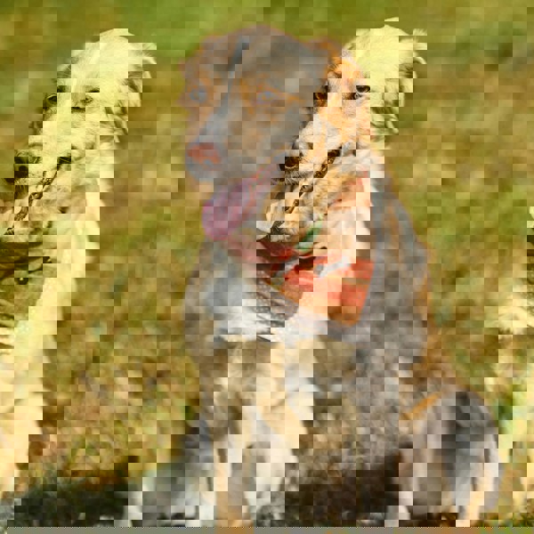 Heritage Traditions Heritage  Hounds Tartan Dog Bandana