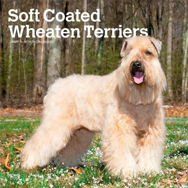 Soft Coated Wheaten Terriers Calendars 2027, Wall Calendars, Month To View, Dogs, Gift