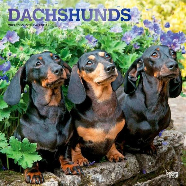 Dachshunds Calendar 2027, Wall Calendars, Month To View, Dogs, Gift