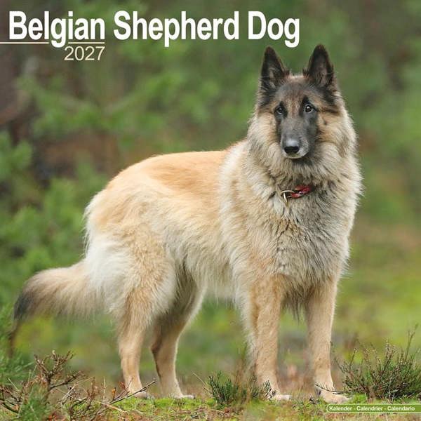 Belgian Shepherd Dog Calendar 2027, Wall Calendars, Month To View, Dogs, Gift