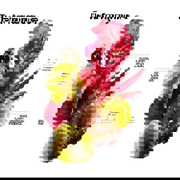 L'Oréal Professionnel Vitamino Color Spectrum Shampoo Hair Mask Serum
