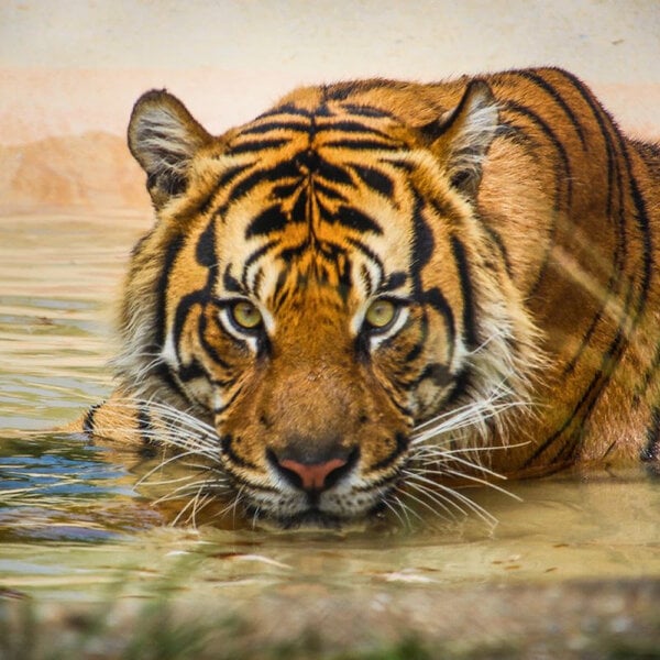 Port Lympne Reserve Visit, Truck Safari and Afternoon Tea for Two