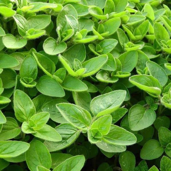 sweet marjoram seeds Origanum majorana – aromatic herb plant with soft green leaves growing in garden