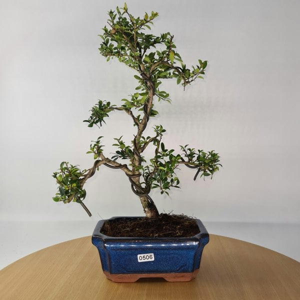 Japanese Holly (Ilex Crenata) Bonsai Tree | Shaped | In 15cm Pot