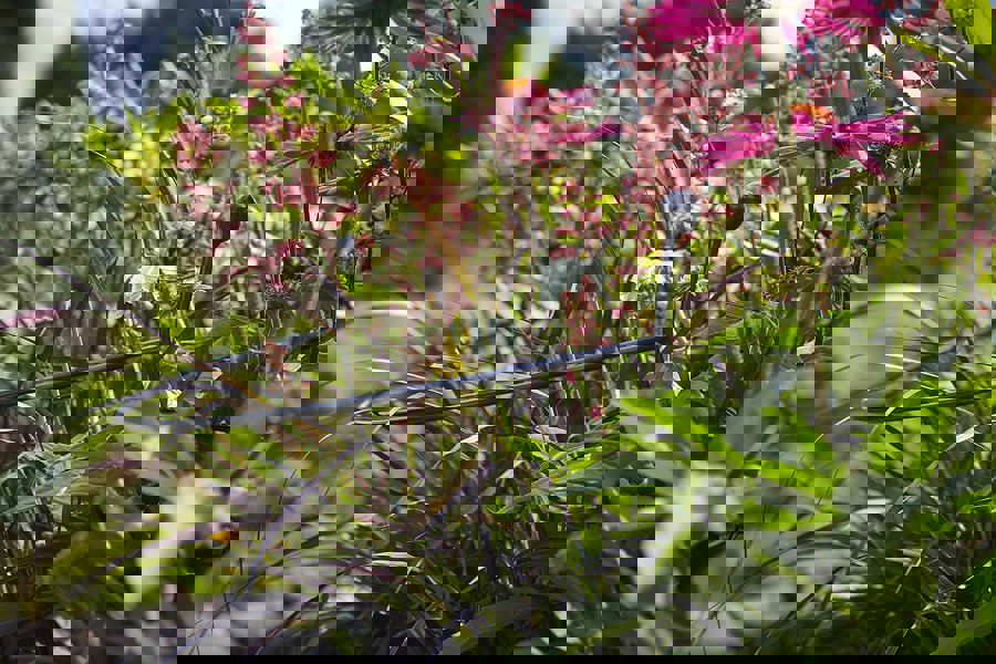 Samuel Alexander 2 Pack of Tom Chambers Cottage Heavy Duty Black Metal Steel Herbaceous Garden Plant Support Arc Small 60cm x 36cm