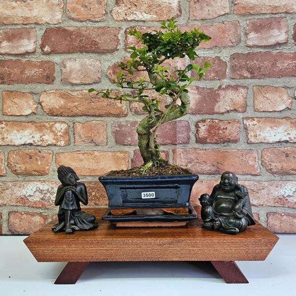 Yorkshire Bonsai Chinese Privet (Ligustrum Sinense) Bonsai Tree | Shaped | In 15cm Pot - 3500
