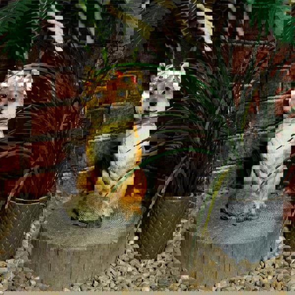 St Helens Female Fox With Light Up Head band