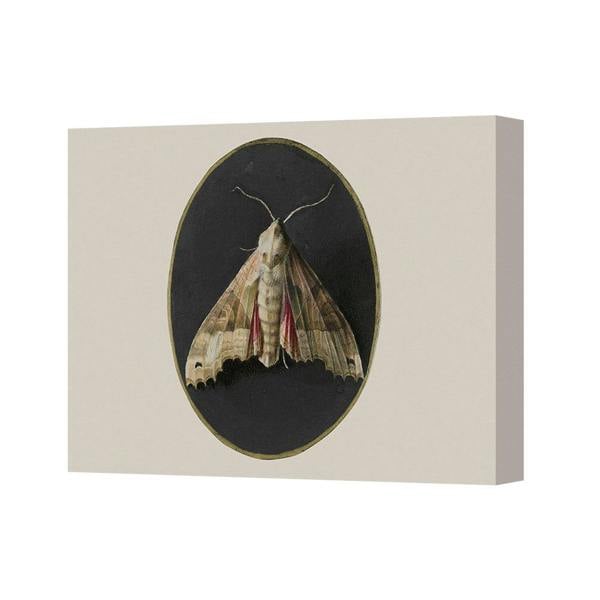 Benjamin Tate Design Canvas Wall Art Moth In Oval Black Background Beige Canvas 3392