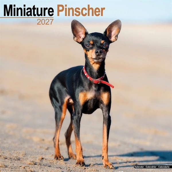 Miniature Pinscher Calendar 2027, Wall Calendars, Month To View, Dogs, Gift