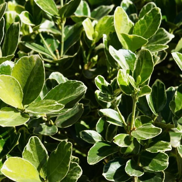 Euonymus President Gauthier The Rose Press Garden