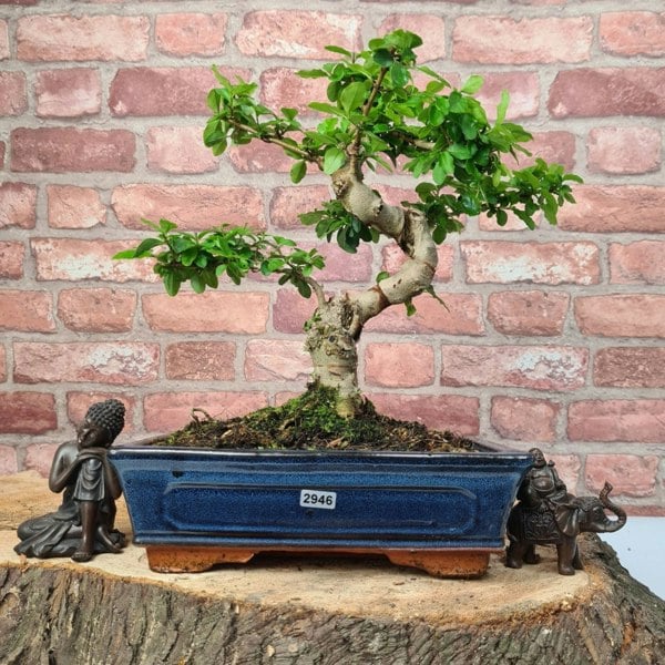 Chinese Privet (Ligustrum Sinense) Bonsai Tree | Shaped | In 25cm Pot - Yorkshire Bonsai