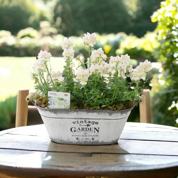 Nemesia Wisley Vanilla Vintage Trough
