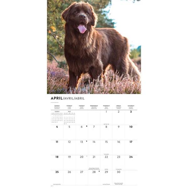 Newfoundlands Calendar 2027, Wall Calendars, Month To View, Dogs, Gift