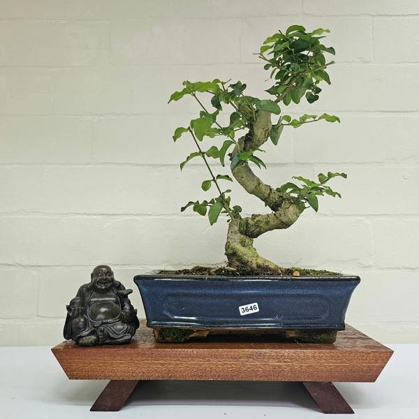 Yorkshire Bonsai Chinese Privet (Ligustrum Sinense) Bonsai Tree | Shaped | In 25cm Pot