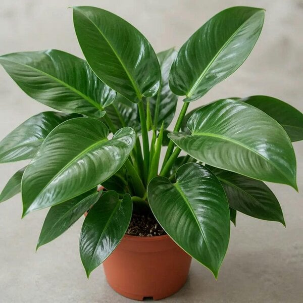 Philodendron Imperial Green – Large Glossy Green Foliage Tropical Evergreen Indoor Houseplant - Nursery Pot