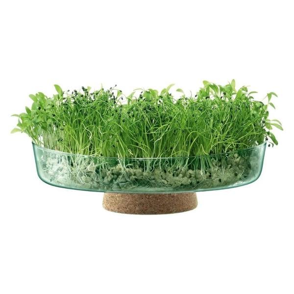 LSA Canopy Glass Planting Bowl Diameter 28cm with Cork Stem