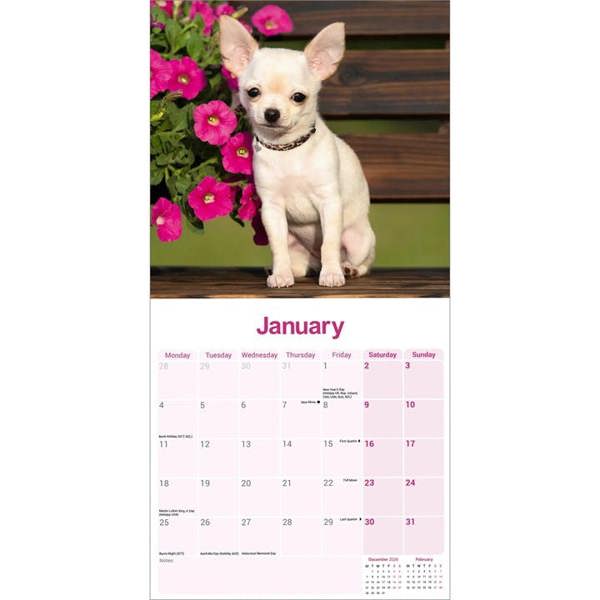 Chihuahua Calendar 2027, Wall Calendars, Month To View, Dogs, Gift