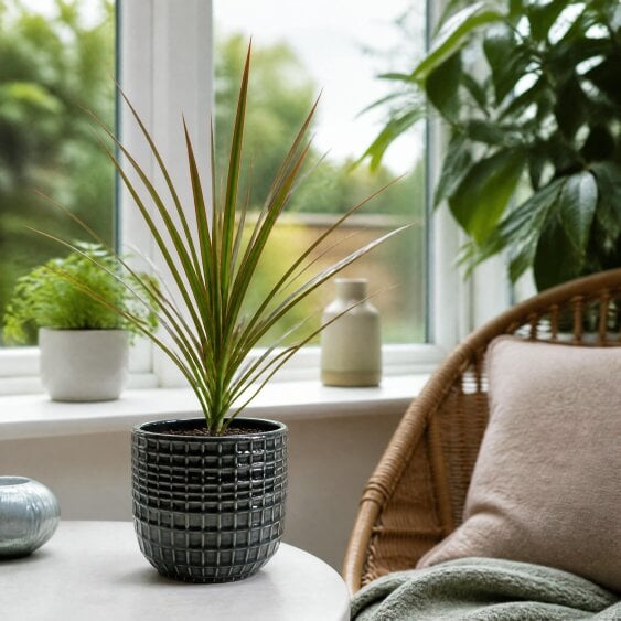 Dracaena Marginata Dragon Tree - 12cm Tropical Houseplant - Grey Ceramic Pot - 1