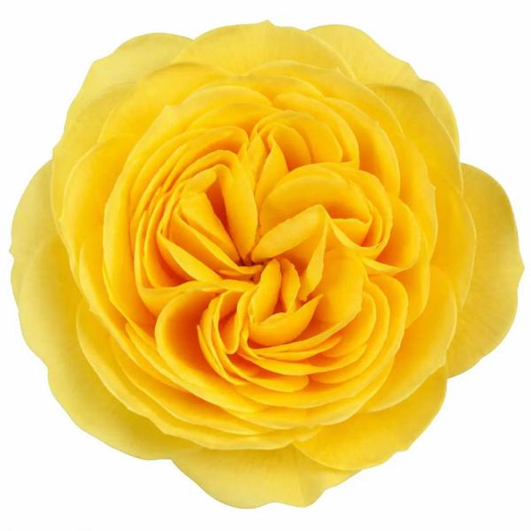3L Golden Wedding Yellow Rose Bush - Beautiful Flowering Plant Gift