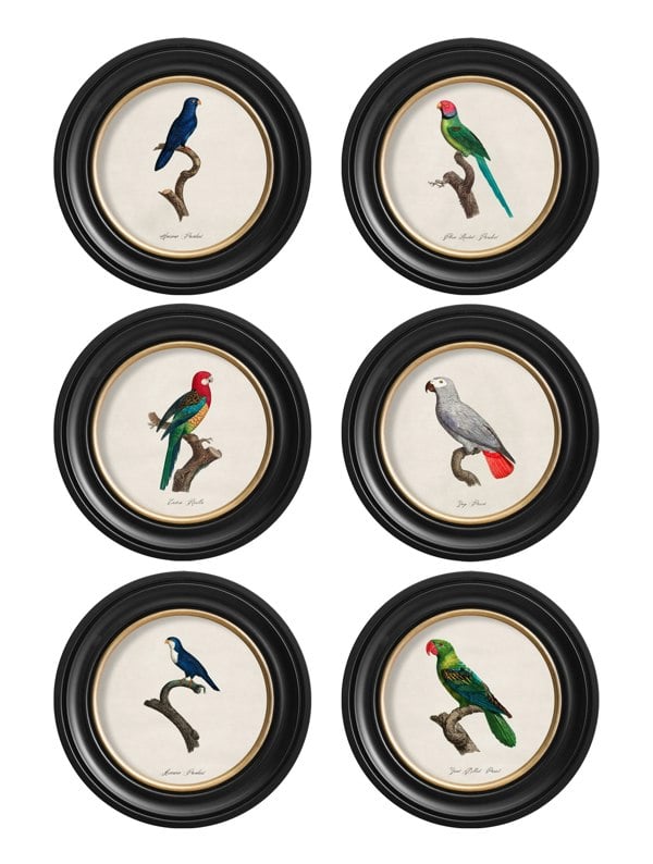 Exceptional Art C.1800's Collection of Parrots in Round Frames 1
