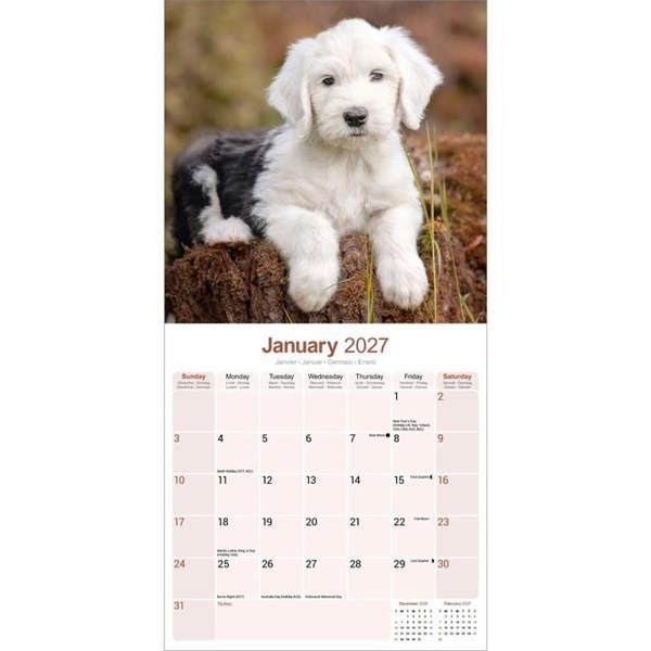 Old English Sheepdog Calendar 2027, Wall Calendars, Month To View, Dogs, Gift