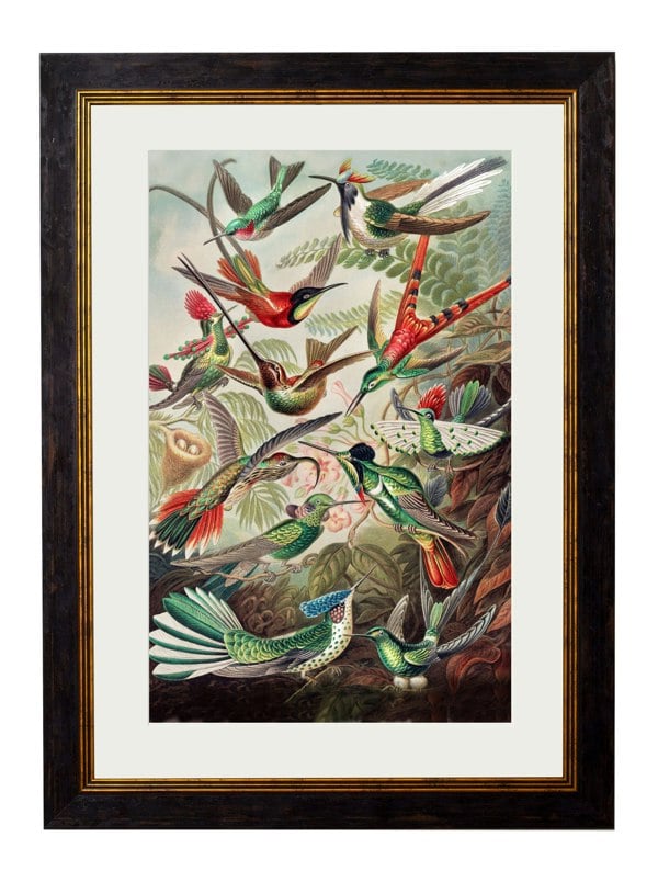 Exceptional Art c.1904 Haeckel Hummingbirds