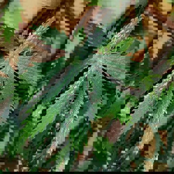 Samuel Alexander 100cm x 200cm Artificial Fence Garden Trellis Privacy Screening Indoor Outdoor Wall Panel - Green Acer