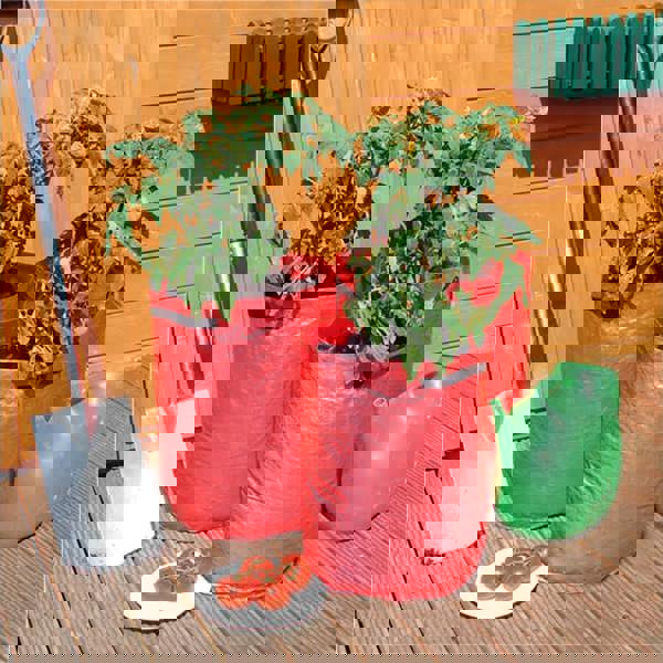 St Helens Home and Garden Tomato Grow Bags - Pack of 3