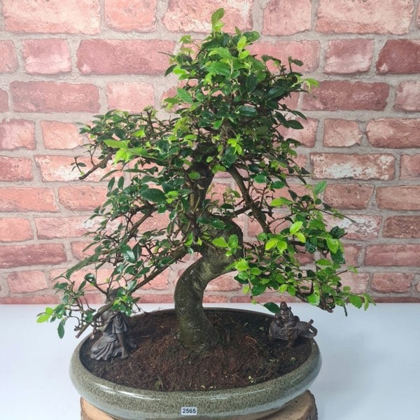 Large Chinese Elm (Ulmus Parvifolia) Bonsai Tree | Shaped | In 40cm Pot - Yorkshire Bonsai