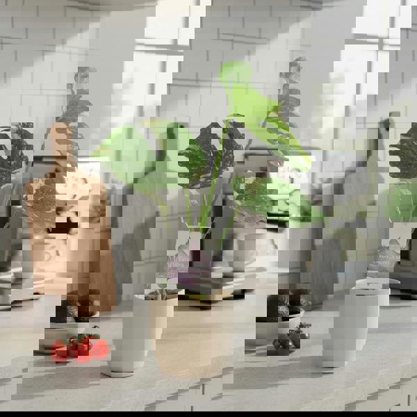 Monstera Thai Constellation – A Rare & Highly Sought-After Variegated Houseplant Plants By Post