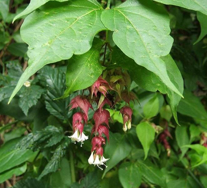 Direct Plants Leycesteria Himalayan Honeysuckle Shrub Extra Large Plant Supplied in a 3 Litre Pot
